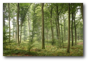 Mischwald